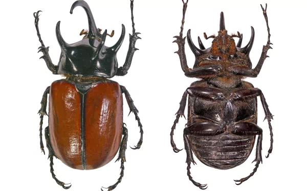 Animal insect HD Desktop Wallpaper | Background Image