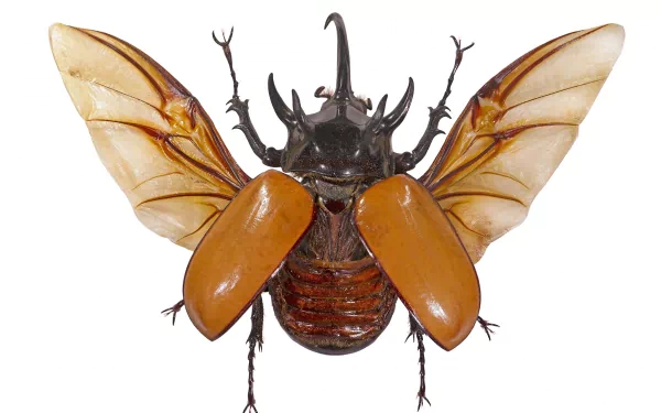 Animal insect HD Desktop Wallpaper | Background Image