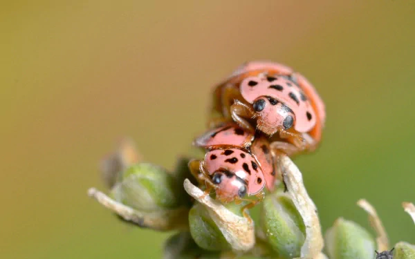 Animal ladybug HD Desktop Wallpaper | Background Image