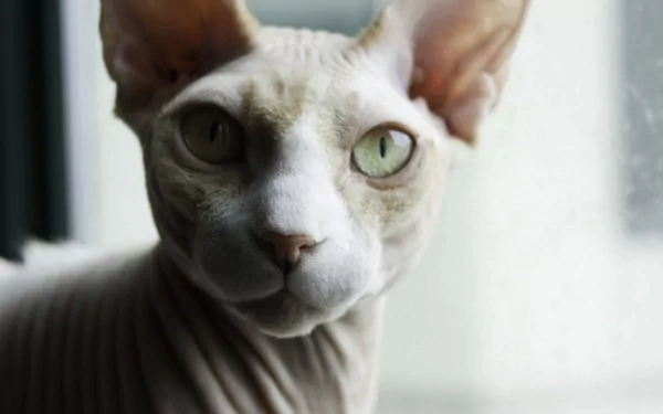 Animal sphynx cat HD Desktop Wallpaper | Background Image