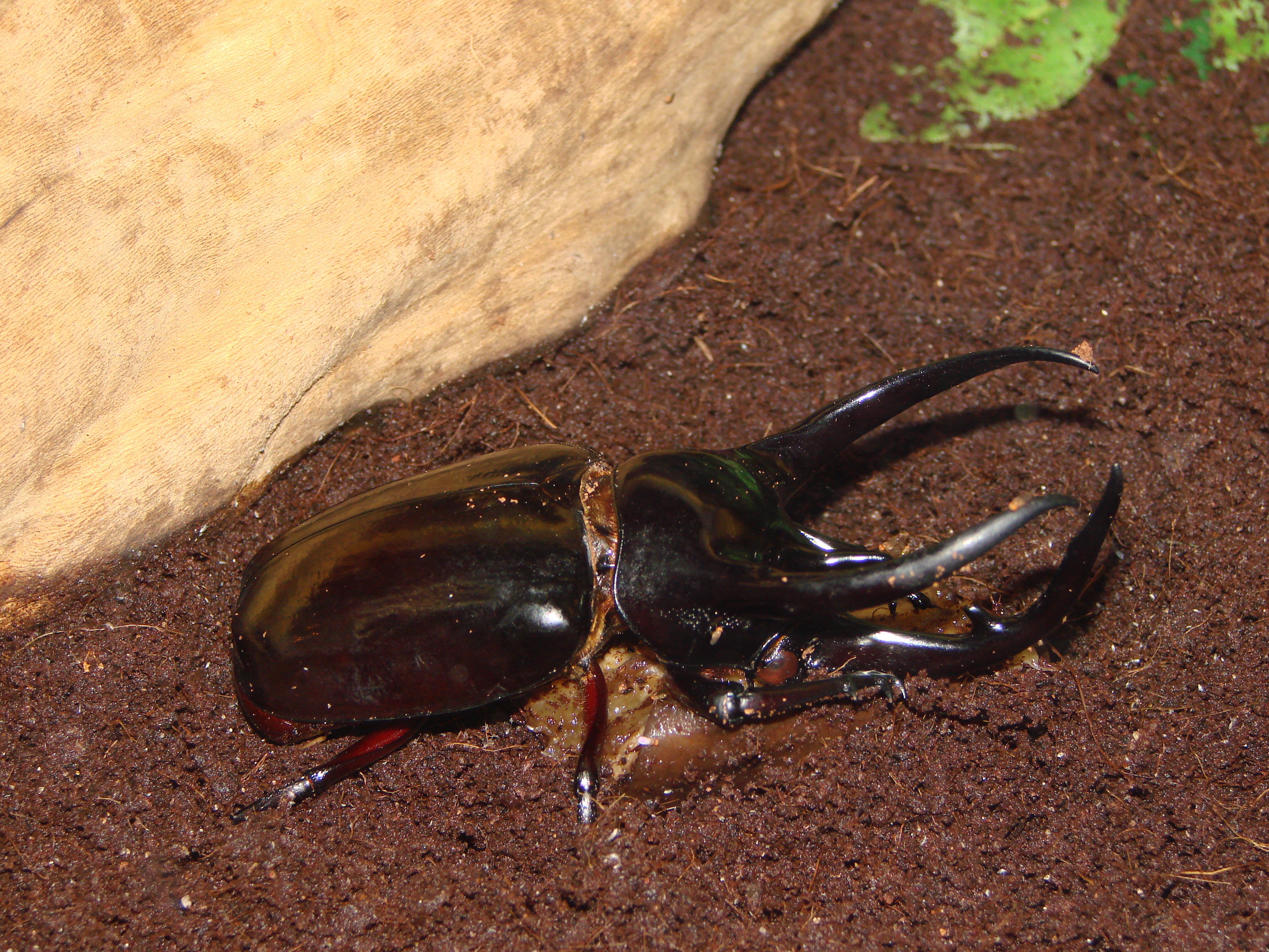 Animal Atlas Beetle HD Wallpaper | Background Image