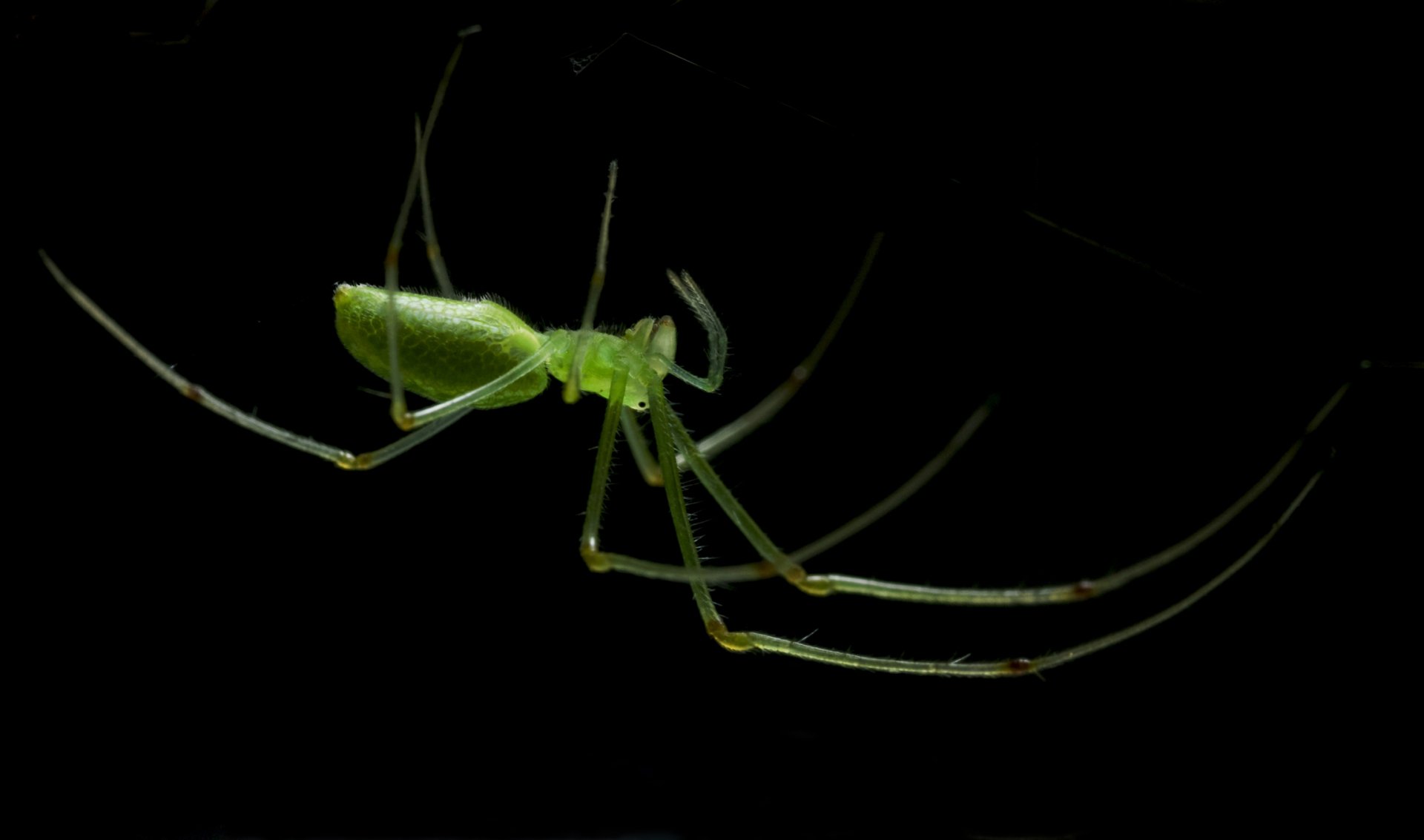 HD PC desktop wallpaper featuring a close-up of a vibrant green spider with long legs against a black background.