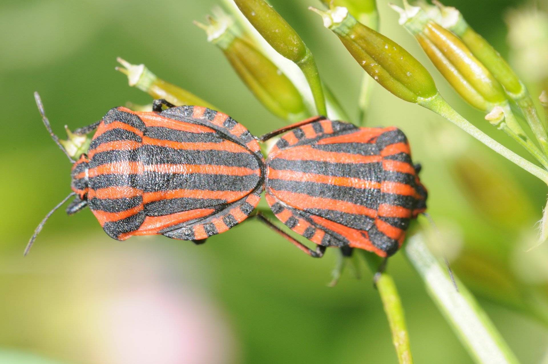 Download Animal Insect 4k Ultra HD Wallpaper | 4288x2848 | Wallpaper Abyss