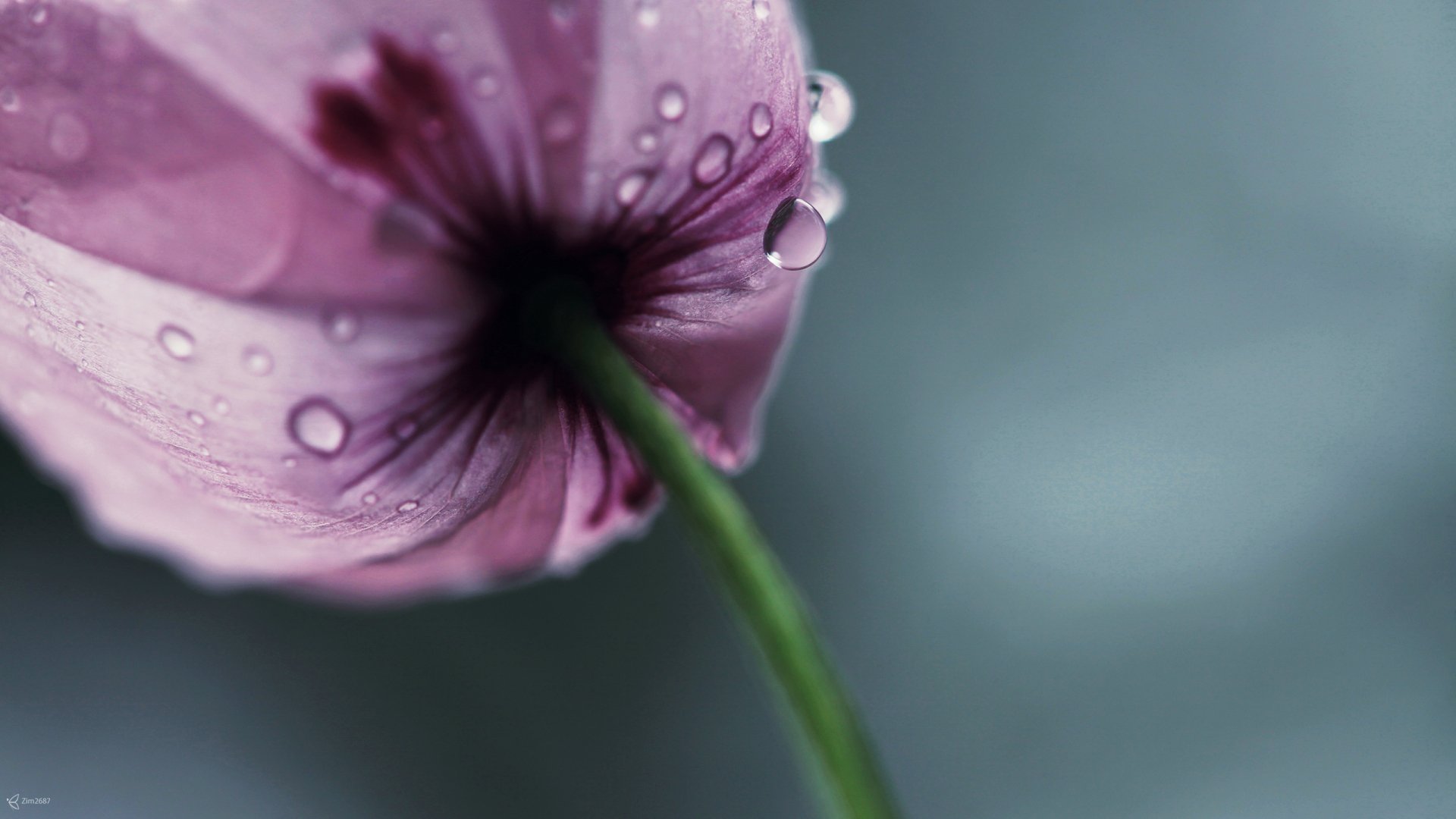 Download Water Drop Flower Nature Tulip HD Wallpaper