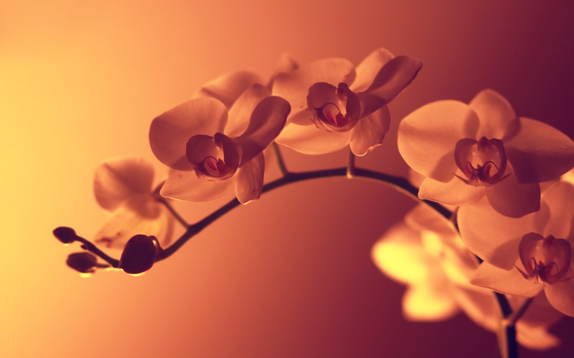 A close-up of delicate orchids with soft, warm lighting creates a serene atmosphere, making this an elegant HD desktop wallpaper that celebrates the beauty of nature.