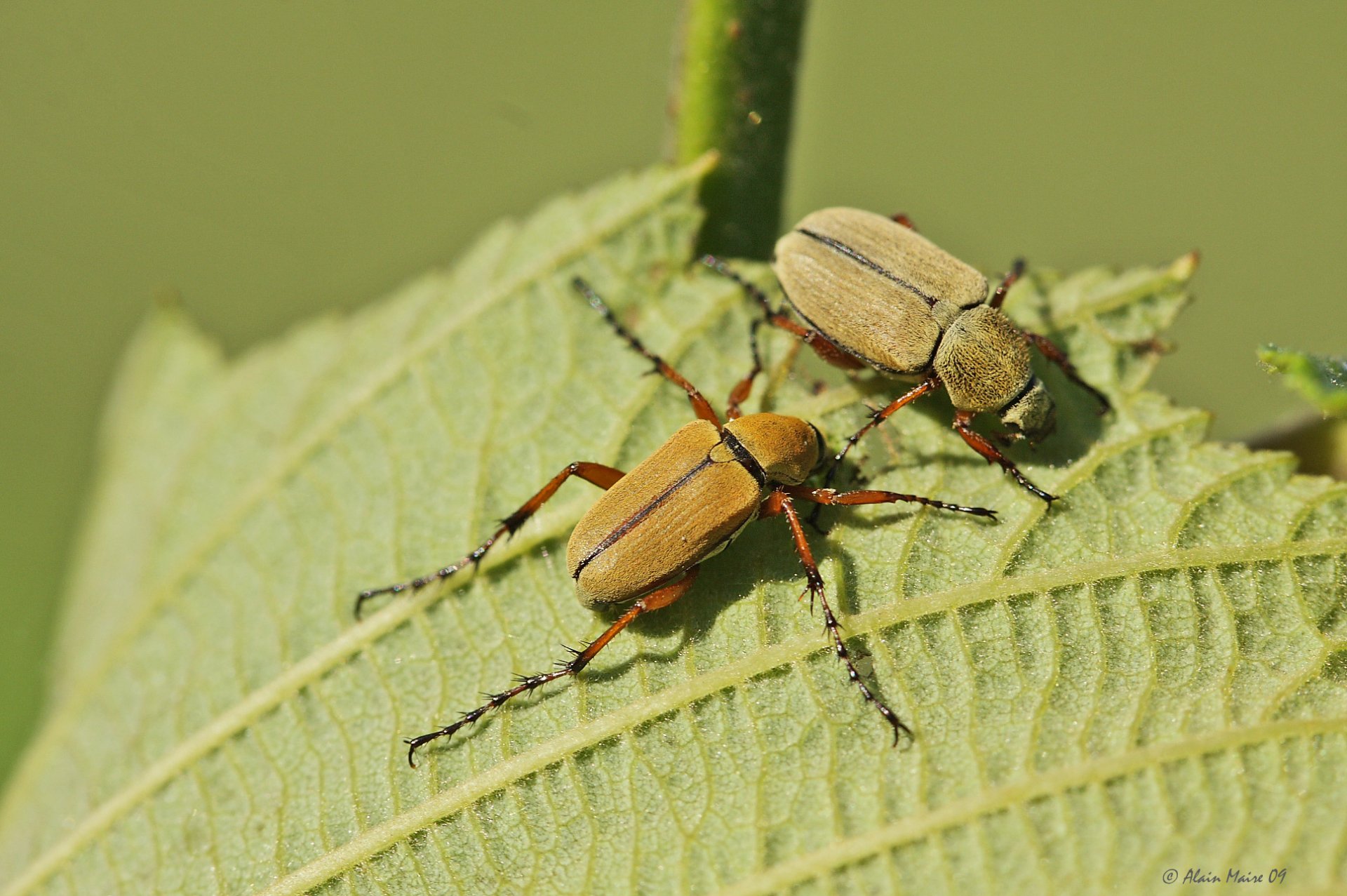 Download Animal Insect HD Wallpaper