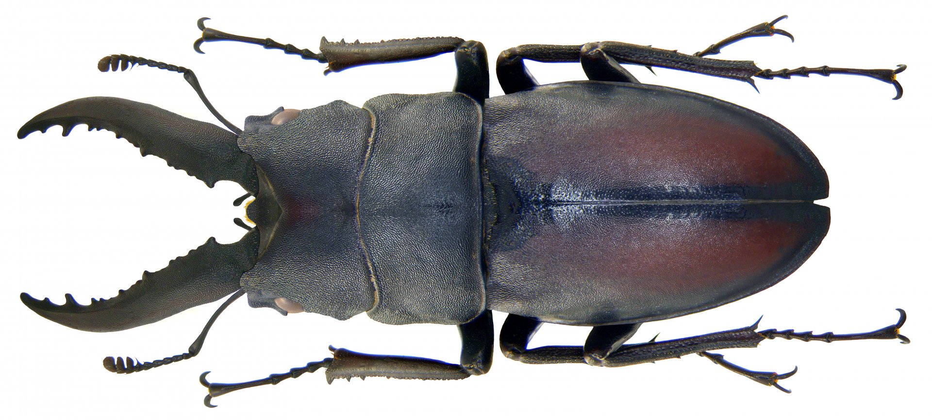 Download Animal Insect 4k Ultra HD Wallpaper