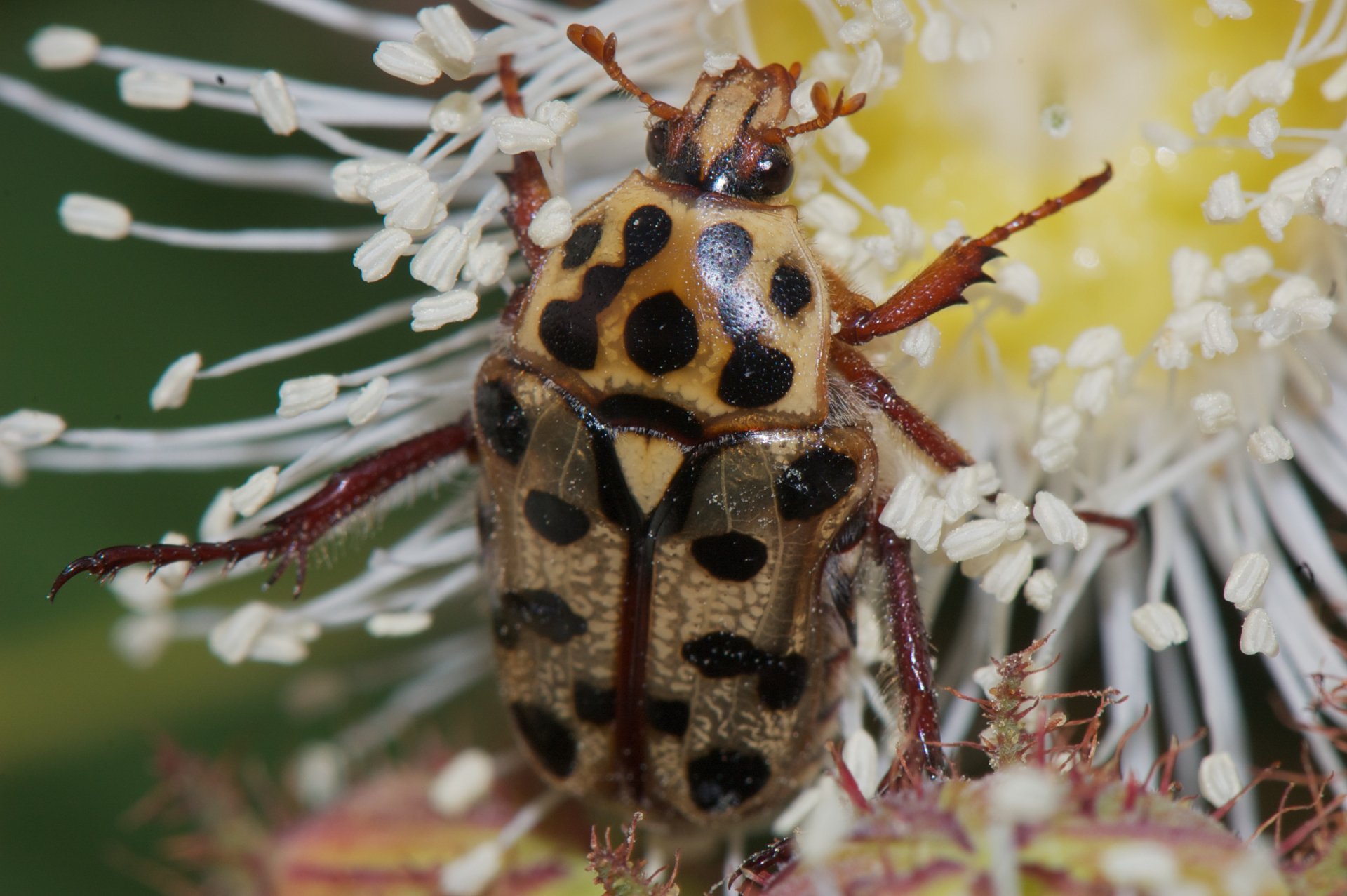 Download Animal Insect HD Wallpaper