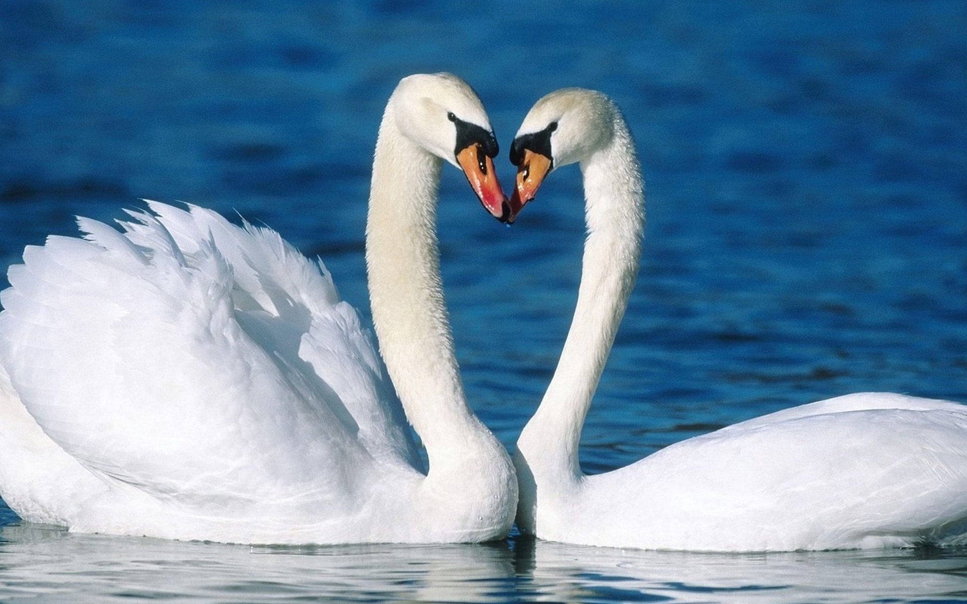 HD desktop wallpaper featuring two graceful mute swans facing each other on calm blue water, forming a heart shape with their necks.