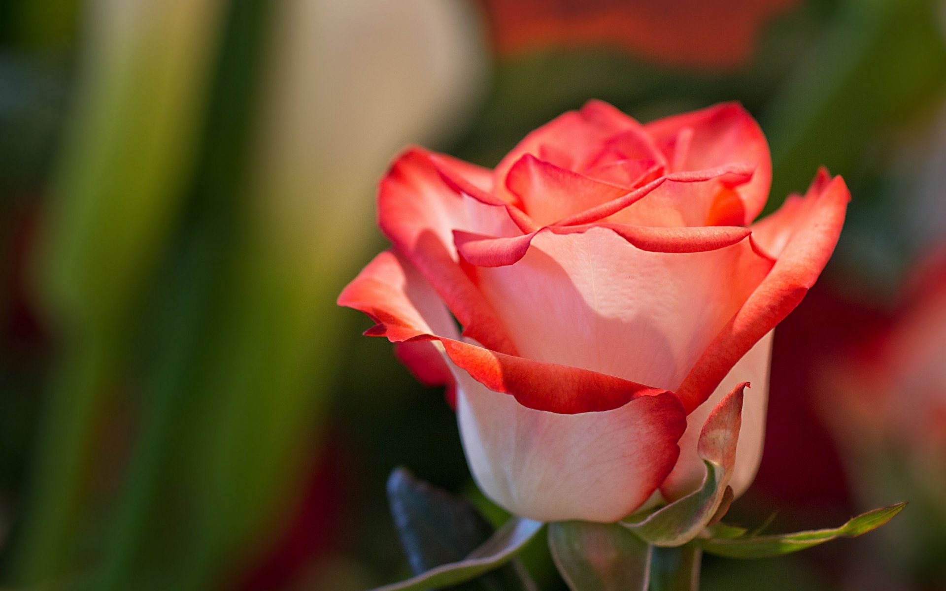 A close-up of a beautiful rose with soft pink and vibrant red edges, surrounded by lush greenery, serving as a stunning HD wallpaper for nature lovers.