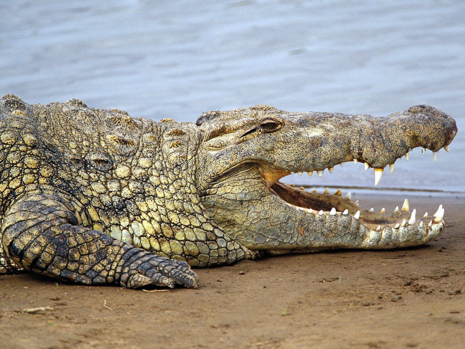 Download Animal Alligator Wallpaper