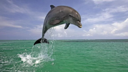 HD desktop wallpaper featuring a bottlenose dolphin leaping out of the emerald-green ocean under a partly cloudy sky.