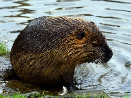 Animal beaver HD Desktop Wallpaper | Background Image