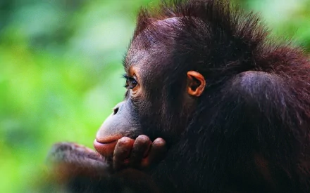 Close-up HD desktop wallpaper of a contemplative orangutan resting its chin on its hand against a blurred green natural background.