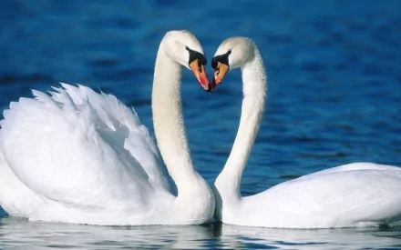 HD desktop wallpaper featuring two graceful mute swans facing each other on calm blue water, forming a heart shape with their necks.
