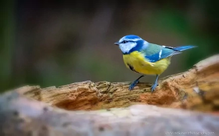 A vibrant Eurasian blue tit perched on a log, showcasing its striking blue and yellow plumage. This HD image serves as a stunning wildlife desktop wallpaper.
