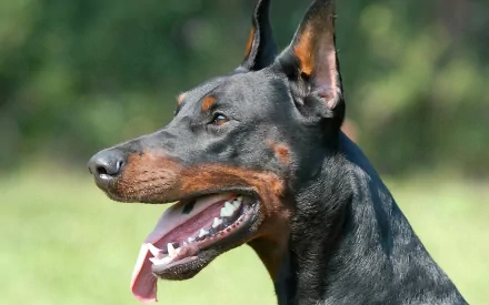 A close-up of a Doberman Pinscher, showcasing its sleek coat and attentive expression. This high-definition image serves as an attractive desktop wallpaper and background.