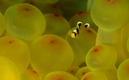 A vibrant clownfish swims among bright yellow bubbles, creating a striking visual for an HD PC desktop wallpaper and background.