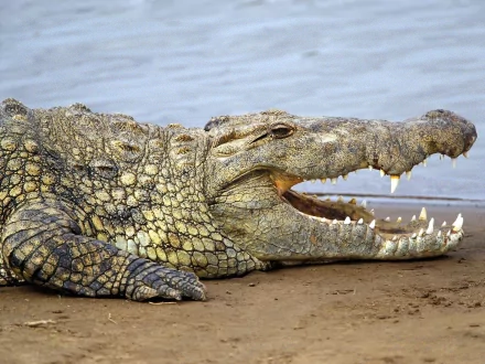 Animal alligator HD Desktop Wallpaper | Background Image