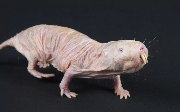  Naked Mole Rat
