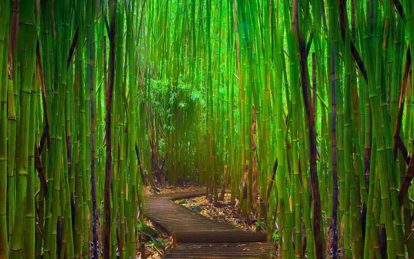 nature bamboo HD Desktop Wallpaper | Background Image