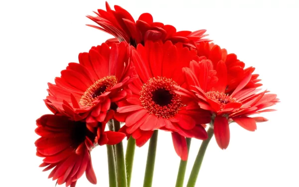 Bright red gerbera flowers against a white background, captured in HD quality as a vibrant nature-themed PC desktop wallpaper.