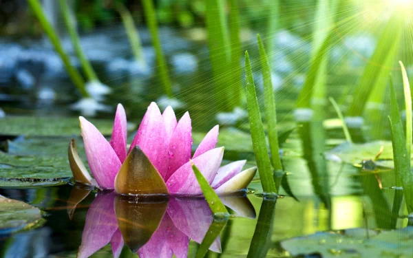 A stunning HD wallpaper of a pink lotus flower blooming on a serene pond, surrounded by lush greenery and gentle sunlight reflecting off the water's surface.