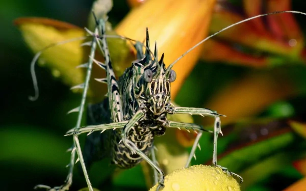 Close-up HD desktop wallpaper of a detailed insect perched on a bright yellow flower against a blurred natural background.