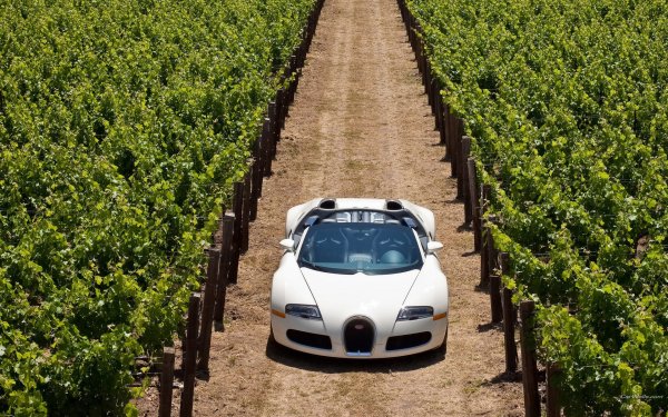 Vehicles Bugatti Vineyard Italian HD Wallpaper | Background Image