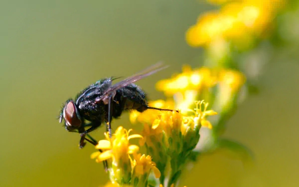 Animal fly HD Desktop Wallpaper | Background Image
