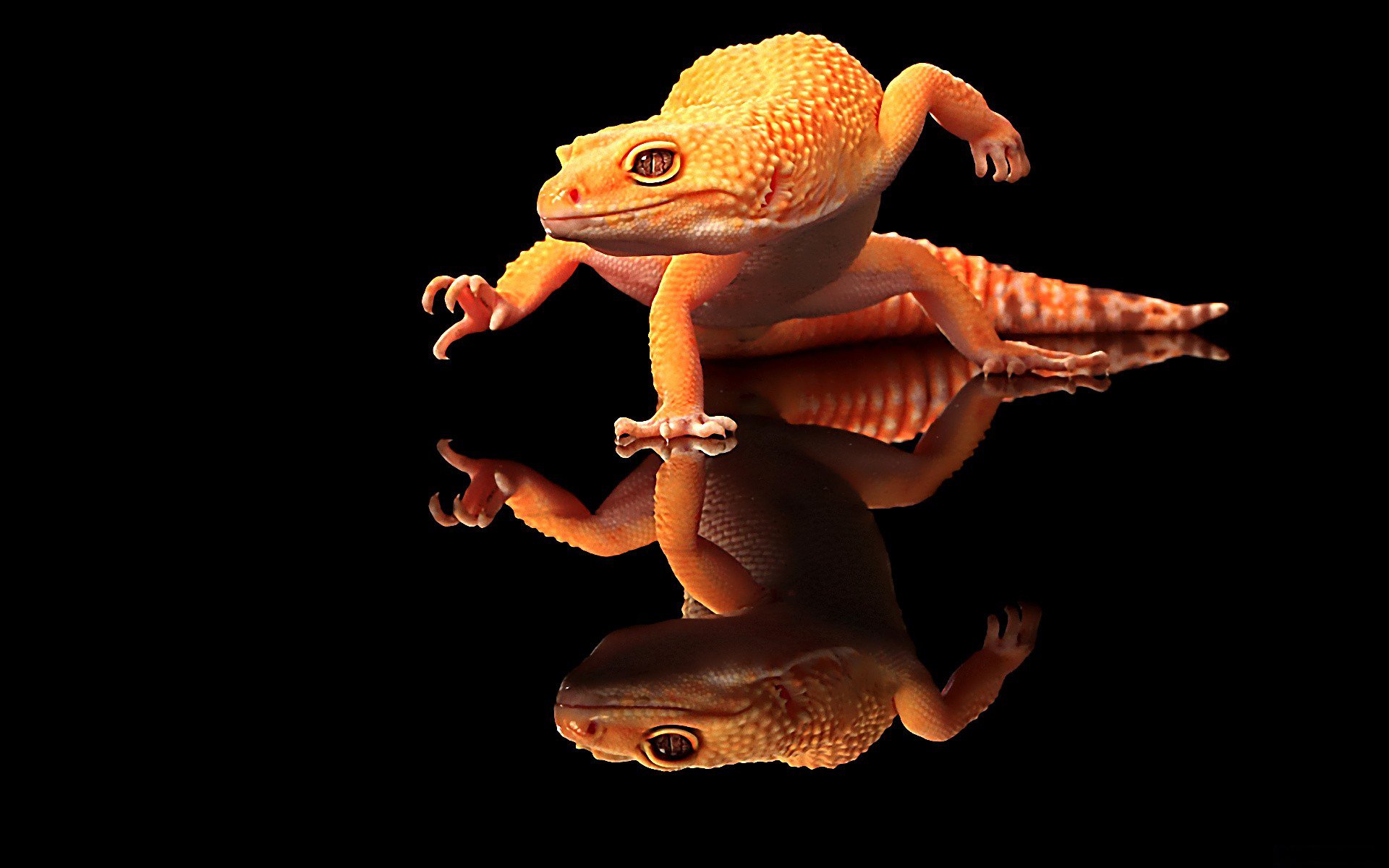 Gecko HD Wallpaper | Background Image | 1920x1200