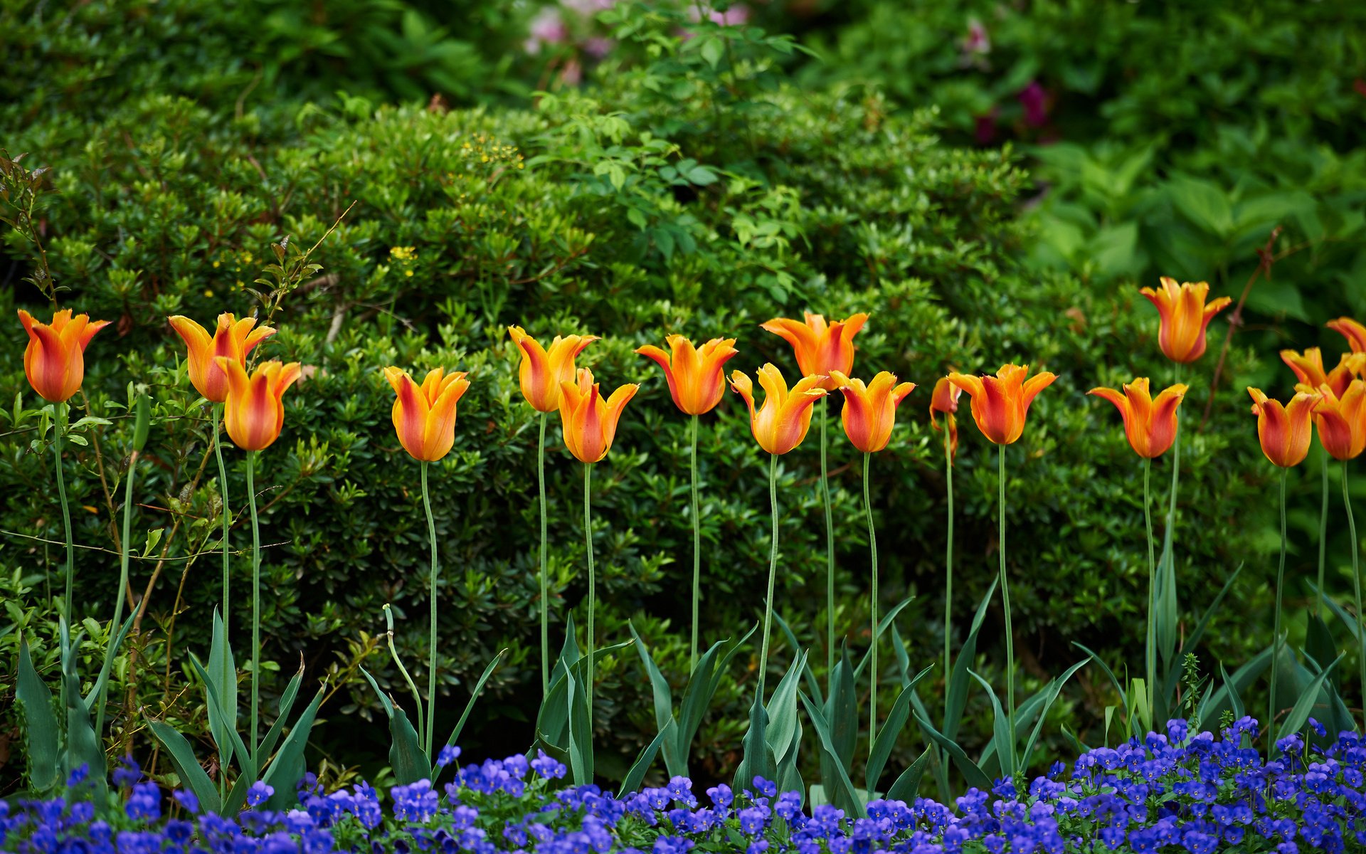 Vibrant orange tulips and bright purple flowers bloom in a lush green garden, captured in HD for a vivid nature-themed PC desktop wallpaper.