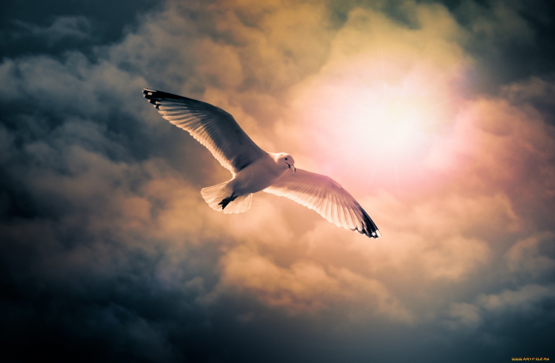 HD PC desktop wallpaper featuring a seagull soaring gracefully against a dramatic, cloudy sky illuminated by the glowing sun.