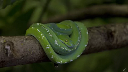 A vibrant green tree python coiled on a branch, showcasing its striking green color and intricate texture. This stunning image serves as an HD desktop wallpaper or background.
