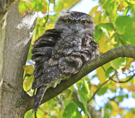 A tawny frogmouth perched on a tree branch, blending seamlessly with its surroundings. This striking bird makes an impressive HD wallpaper and desktop background.