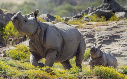 A captivating HD wallpaper featuring two rhinos in a natural setting, surrounded by lush greenery and rocky terrain, showcasing the beauty of wildlife.