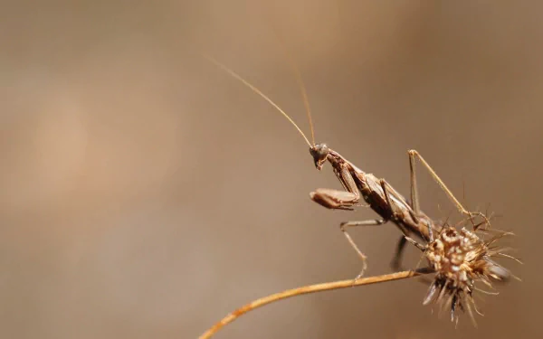 Animal praying mantis HD Desktop Wallpaper | Background Image
