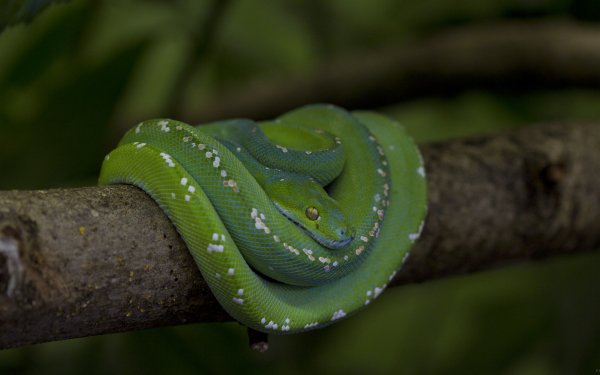 Animal Python Reptiles Snakes Snake Green Tree Python HD Wallpaper | Background Image