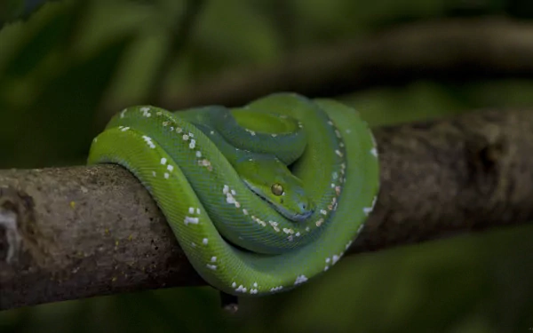how to change color python turtle Desktop Wallpapers, Phone Wallpaper ...