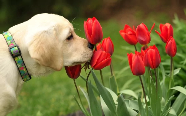 HD wallpaper of a Labrador Retriever sniffing vibrant red tulips in a garden.