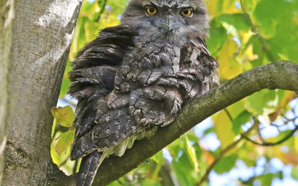 A tawny frogmouth perched on a tree branch, blending seamlessly with its surroundings. This striking bird makes an impressive HD wallpaper and desktop background.