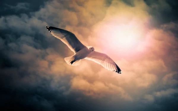 HD PC desktop wallpaper featuring a seagull soaring gracefully against a dramatic, cloudy sky illuminated by the glowing sun.
