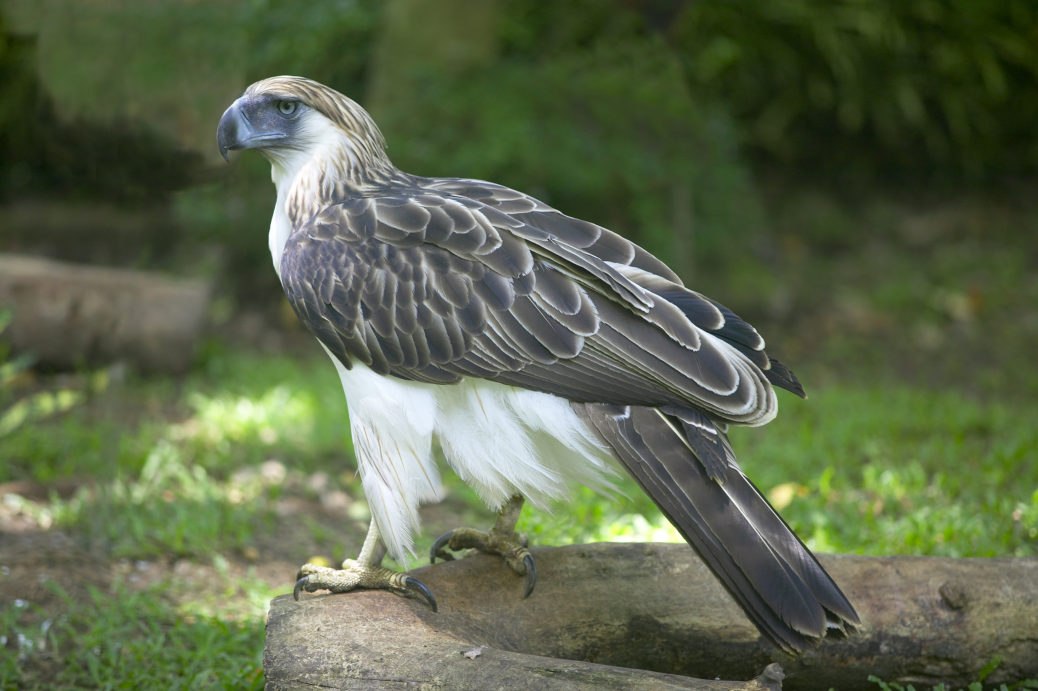Philippine Eagle HD Wallpaper | Background Image ...