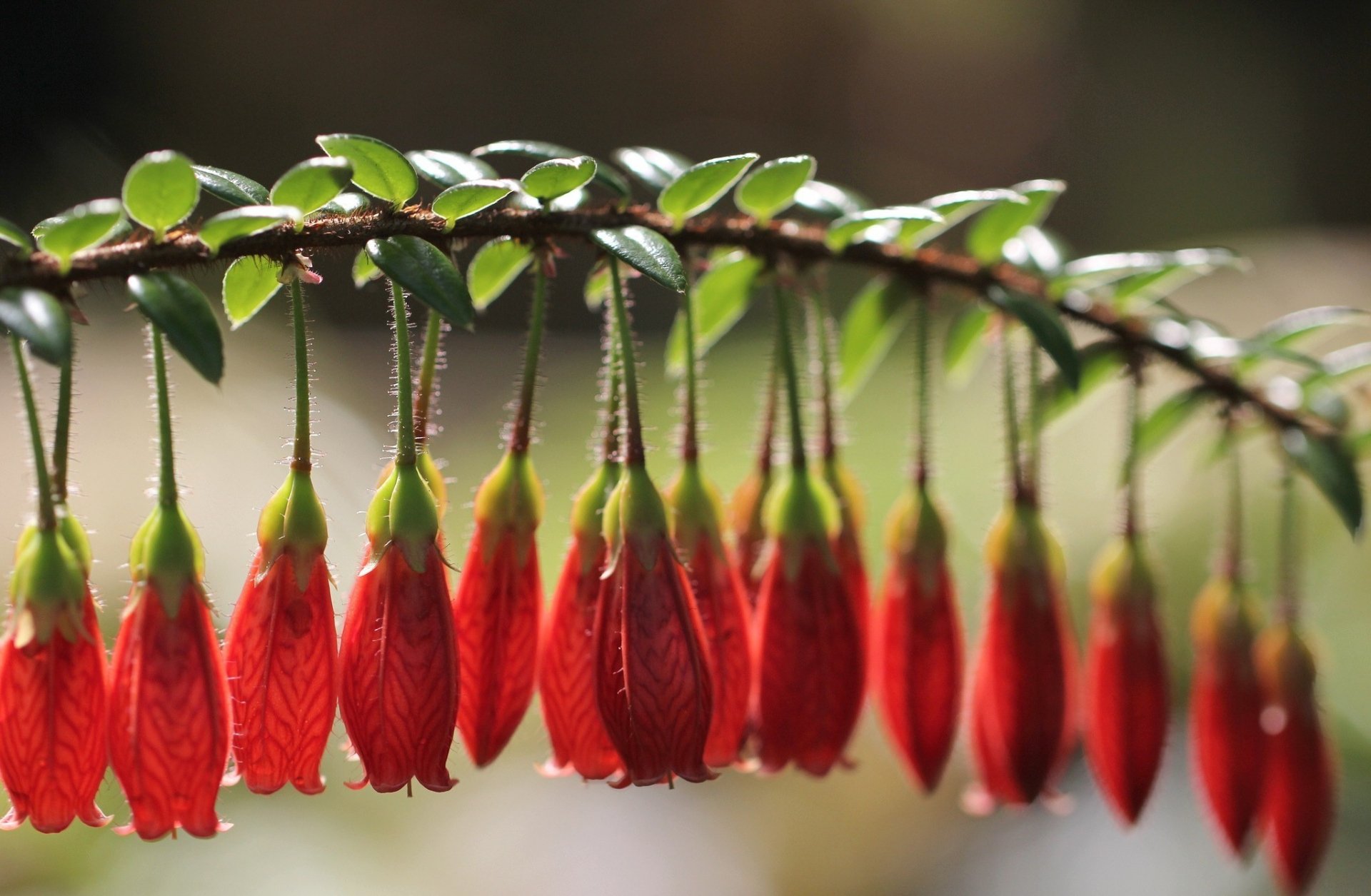 HD desktop wallpaper featuring a close-up of vibrant red blossoms hanging from a slender branch against a softly blurred natural background.