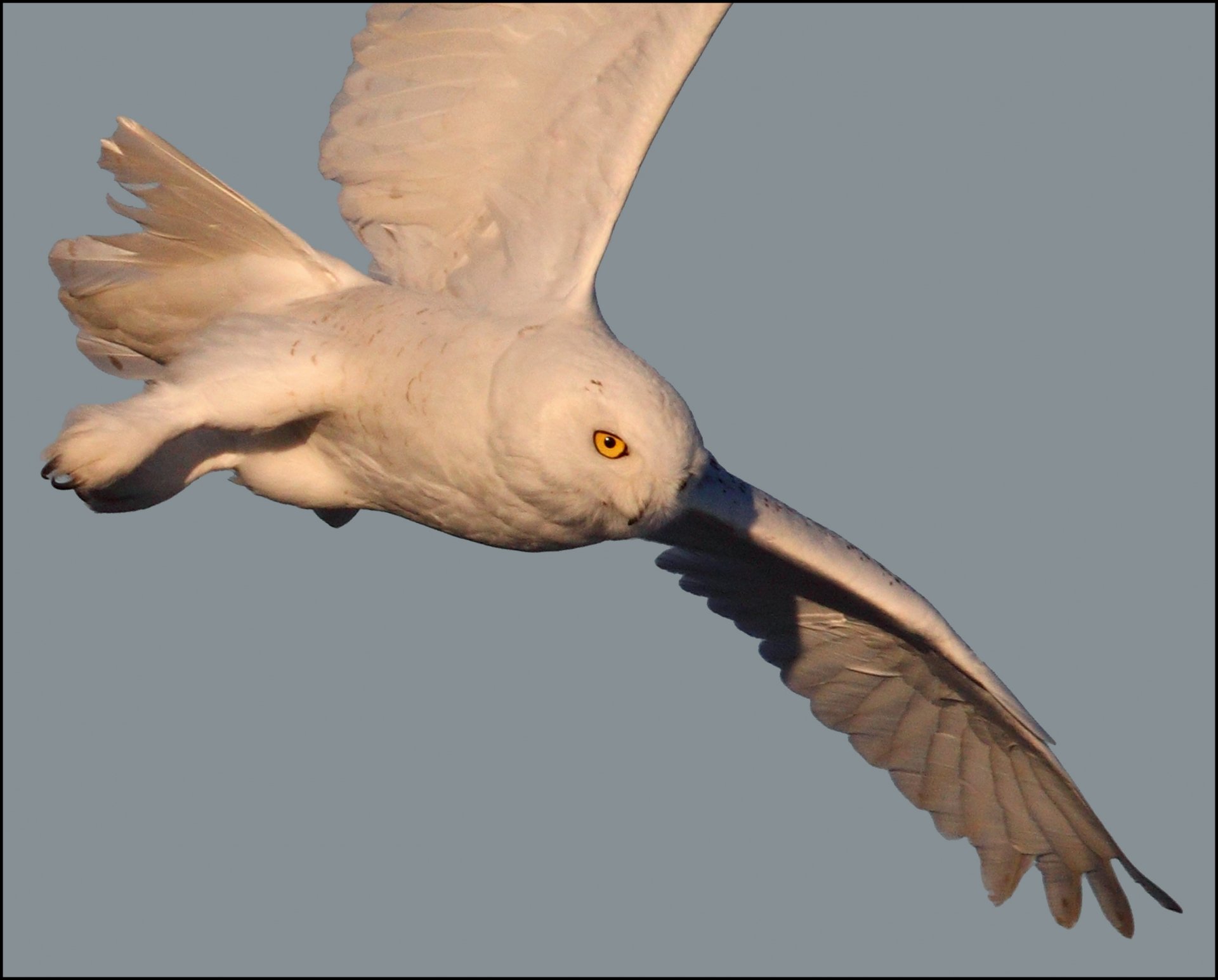 Download Animal Snowy Owl HD Wallpaper