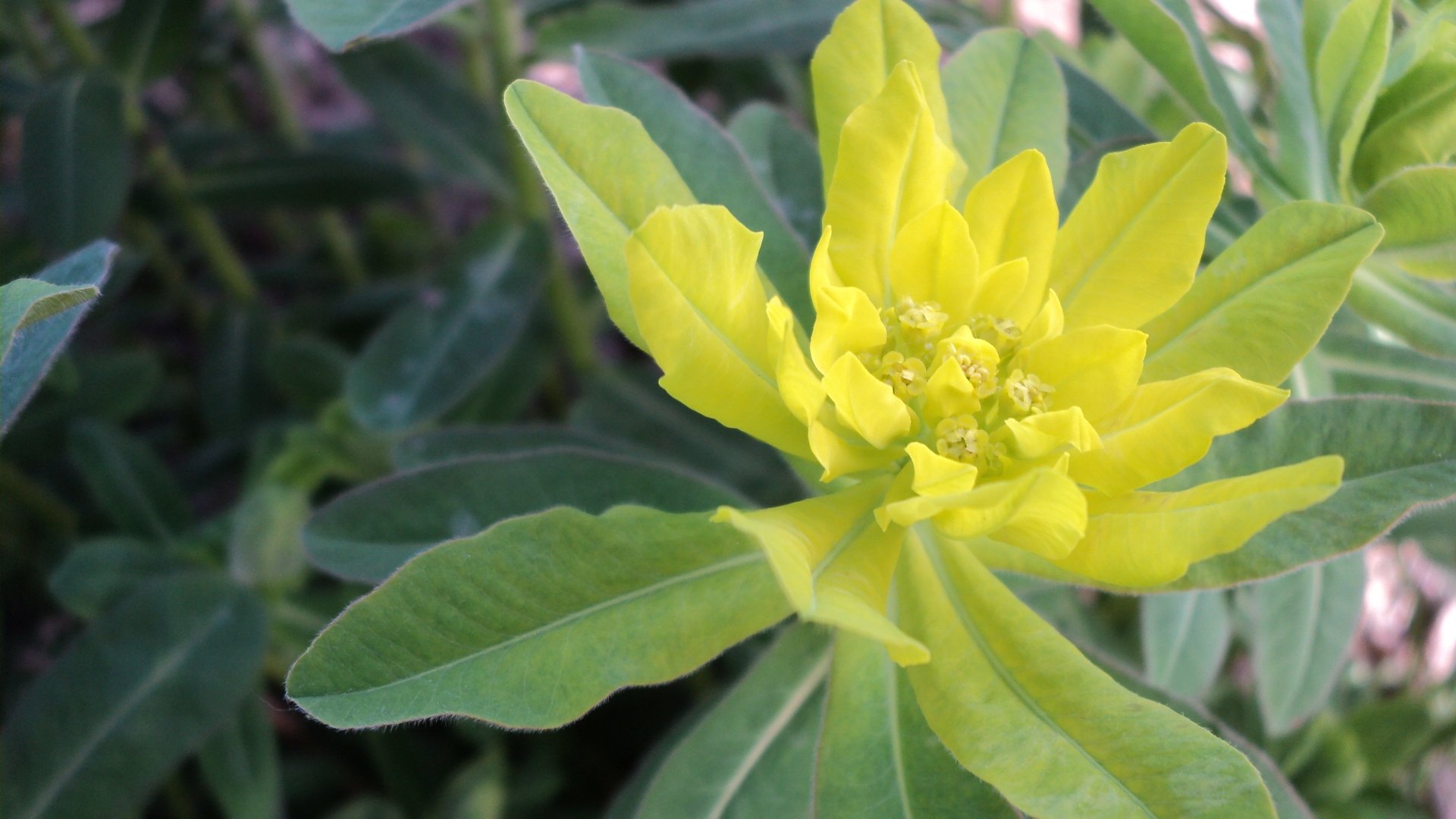 HD nature wallpaper featuring a vibrant yellow flower with lush green leaves in sharp focus, creating a fresh and calming desktop background.