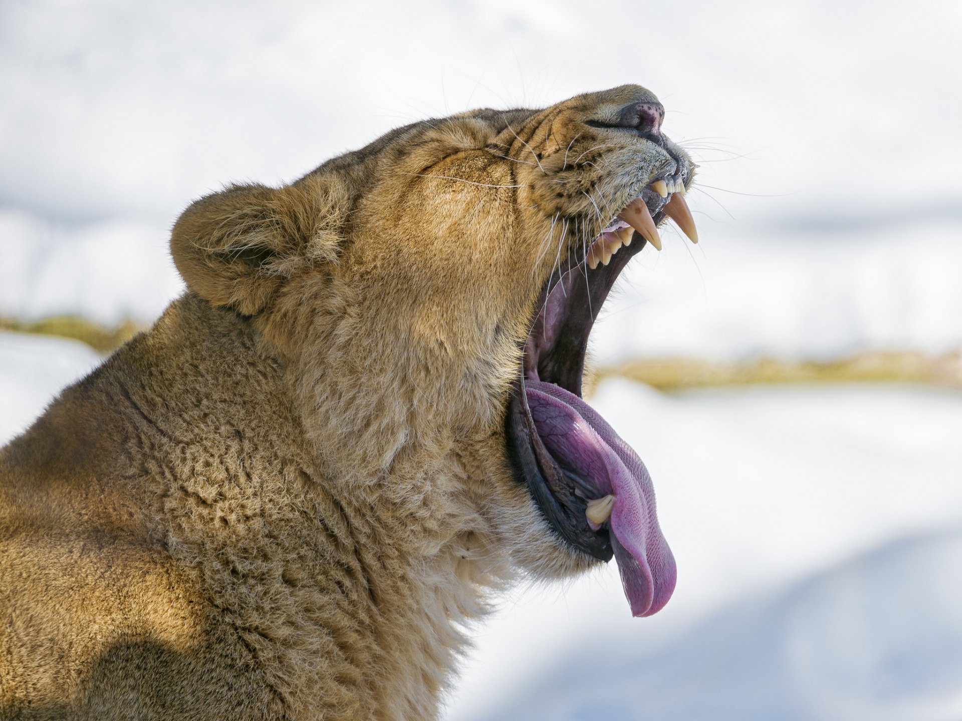 Majestic Lion Roar HD Wallpaper, image size:1920x1440