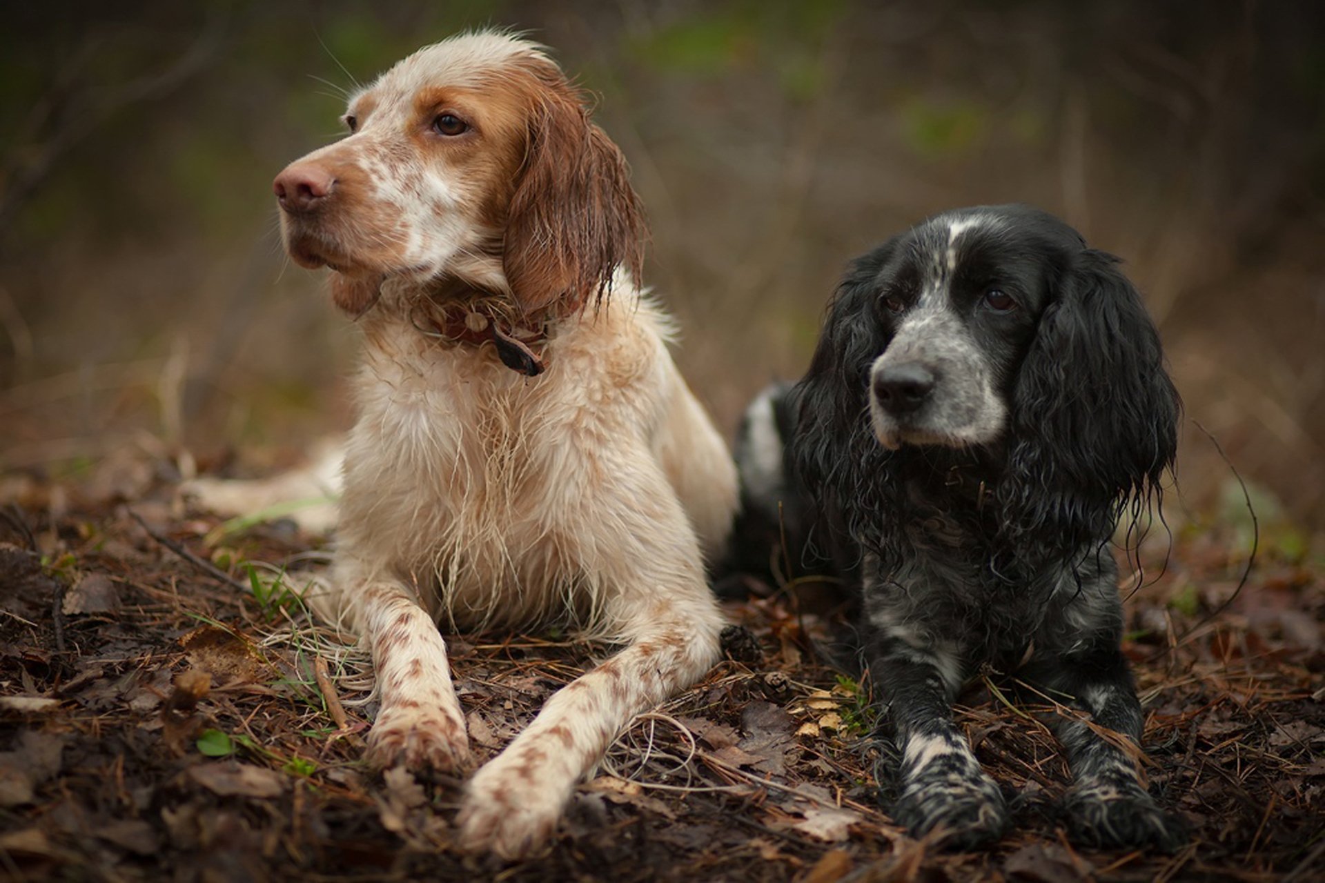 Two dogs, one brown and white, the other black and white, rest on the ground surrounded by leaves, creating a serene HD desktop wallpaper and background.