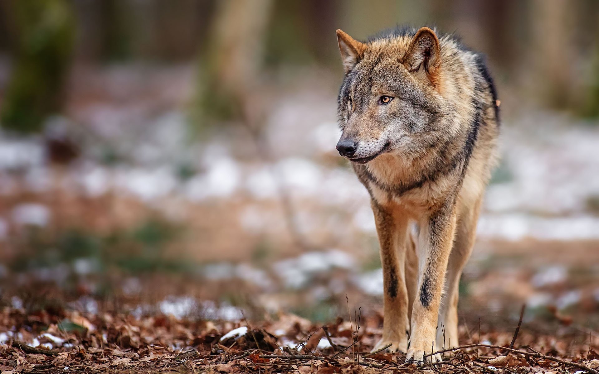 A high-definition desktop wallpaper featuring a lone wolf standing on a forest floor, surrounded by patches of snow and blurred trees in the background.