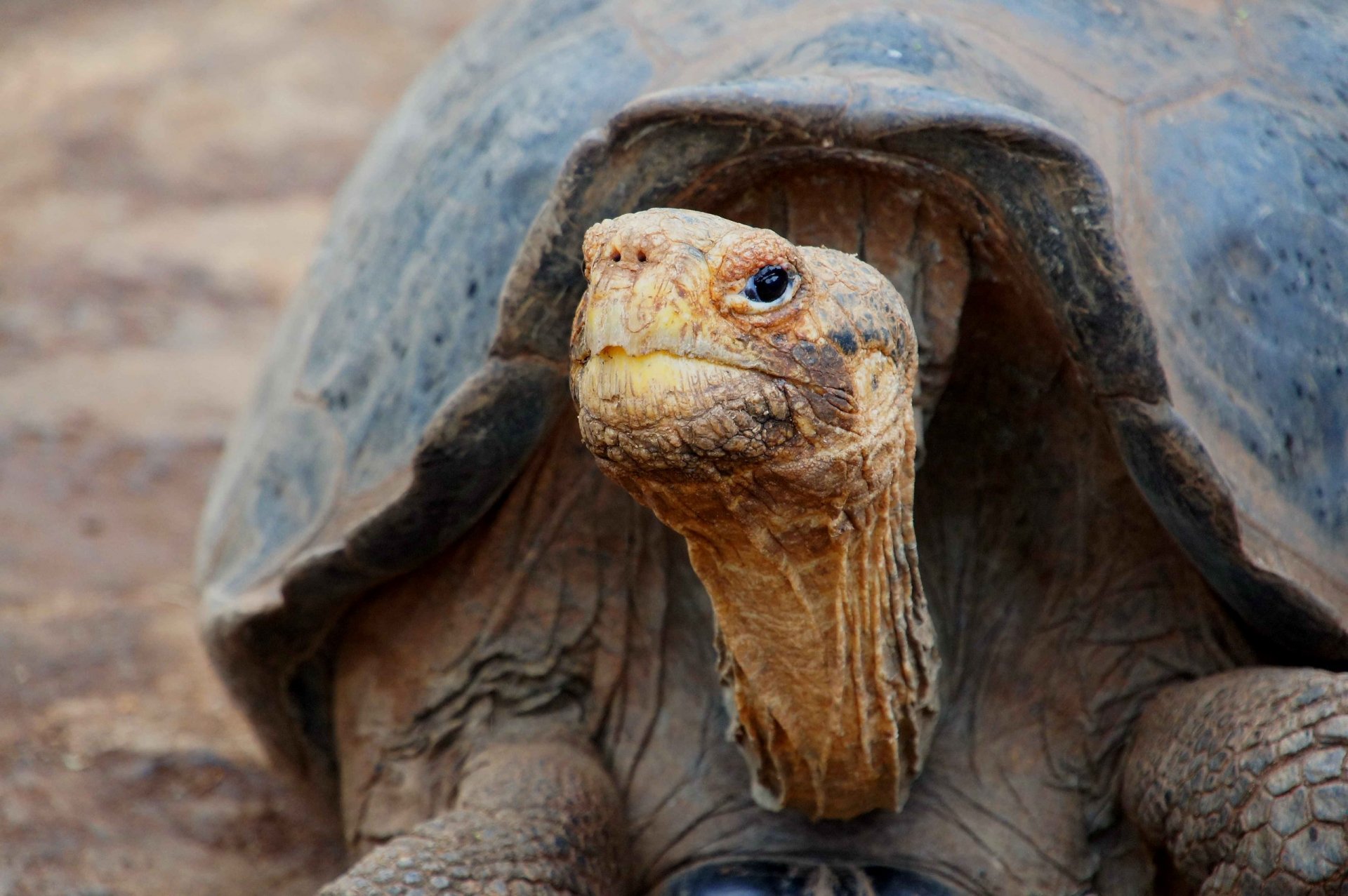 Download Animal Tortoise HD Wallpaper